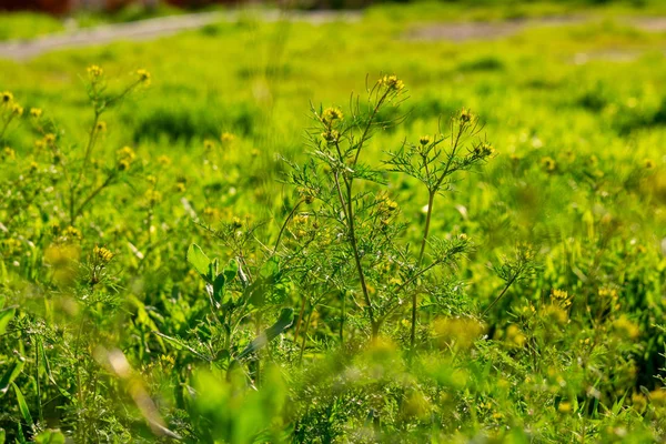 Vilt gräs på landsbygden med markvägen på bakgrunden — Stockfoto