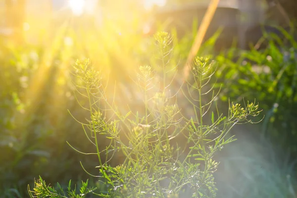 Pequeña flor silvestre amarilla retroiluminada por el sol — Foto de Stock