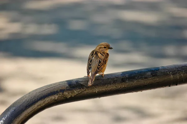 Kleine Sparrow zit op gebogen pijp en terugkijkend — Stockfoto