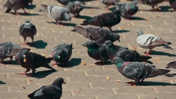 Grand groupe de pigeons marchant et se tortillant la tête et picorant sur le trottoir à la recherche de nourriture — Video