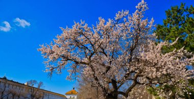 Parkta çiçek açan kiraz ağacı
