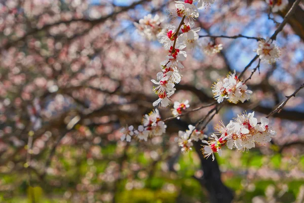 Verger plein de cerisiers en fleurs avec des branches de cerisier en fleurs au premier plan — Photo