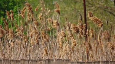 Köy evinin eski ahşap çitlerinden esen Reed tüyleri.