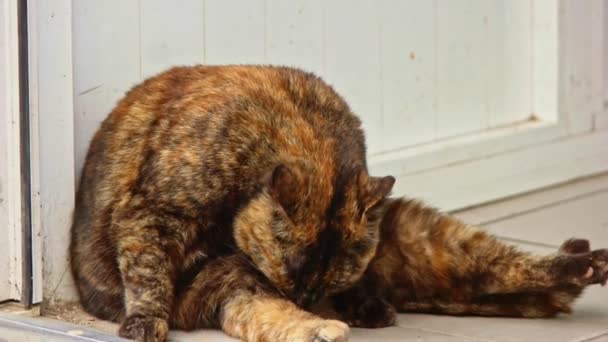 Rood en zwart verdwaalde kat verzorgen zichzelf — Stockvideo