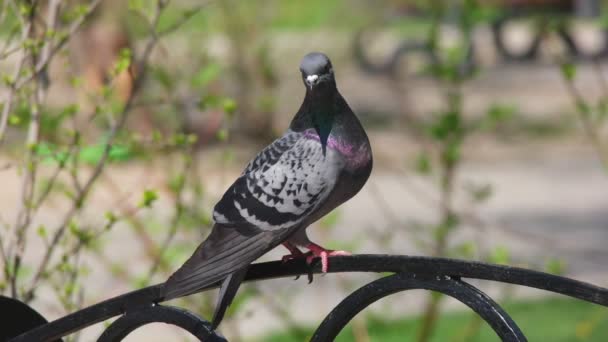 Pigeon está sentado en el banco del parque cámara lenta movimiento. — Vídeo de stock