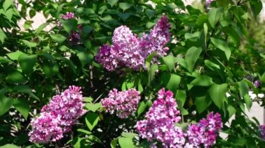 Çiçek açan leylak çalısı Park Slomo 'sunda