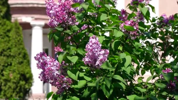 Purple Lilacs in de wind slow motion — Stockvideo