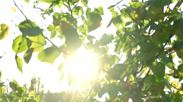 Jarní větev se zelenými listy na slunci. April rozmazané pozadí. Blikající denní slunce — Stock video