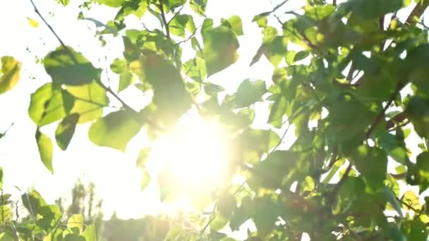 Mancomunidad de árboles de primavera con hojas verdes en el sol. Fondo borroso de abril. El sol de los ciegos — Vídeos de Stock