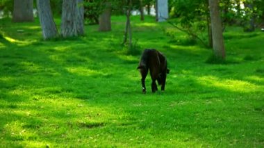 Siyah köpek çimenlerde ağır çekimde yürüyor.