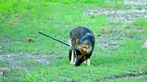 Jonge zwarte hond probeert iets te eten in het gras — Stockvideo