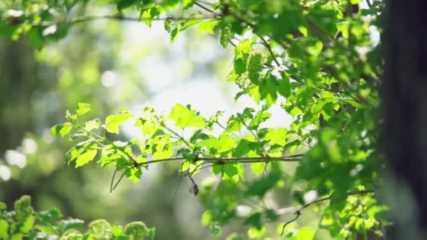 Pan záběry čerstvě zelených lesních listů — Stock video