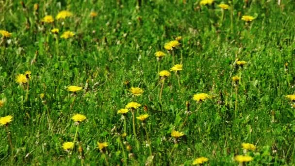 Jeune champ de pissenlit jaune — Video