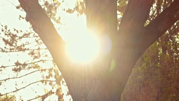 Солнце мерцает в листьях дерева в парке — стоковое видео