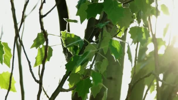 Veerboomtakken met verse groene bladeren op de zonsondergang zon. April wazige achtergrond. De knipperende dag zon in het park — Stockvideo