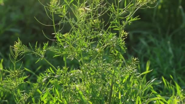 Erba ondeggiante n vento e auto in movimento su sfondo — Video Stock