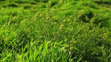 Yavaş çekimde rüzgarda hareket eden yabani otlar.