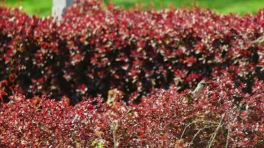 Parkta kuş gözlemciliği. Bir çift serçe kırmızı dekoratif çalılarda saklanıyor.
