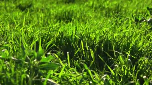 Wildes ungeschnittenes Gras bewegt sich langsam im Wind — Stockvideo