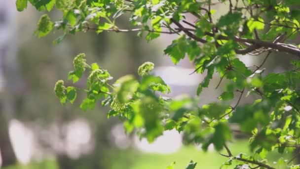 Des branches vertes fraîches d'arbres de jardin au ralenti