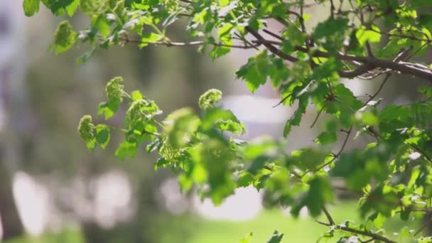 Ramas verdes frescas de árboles de jardín en movimiento lento. — Vídeos de Stock