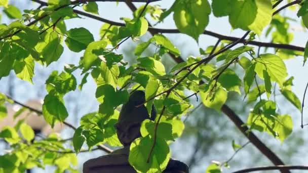 Zielone liście brzozy migające na wietrze nad ogrodzeniem parku — Wideo stockowe