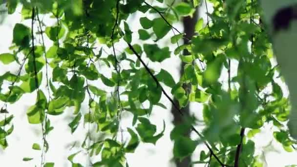 Hojas verdes frescas de abedul que se inundan en el viento en cámara lenta. — Vídeos de Stock