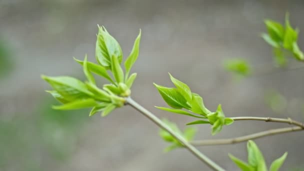 Frühlingszweige mit frischen frischen Blättern gehen gerade aus den Knospen — Stockvideo