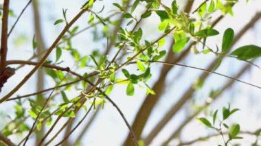 Söğüt dalları ilkbaharın başlarında taze yeşil yapraklarla yakın çekim Slomo