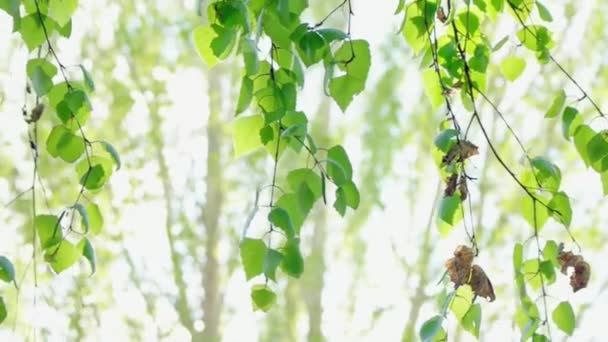 Tender green young birch tree leaves moving on wind slowly — Stock Video