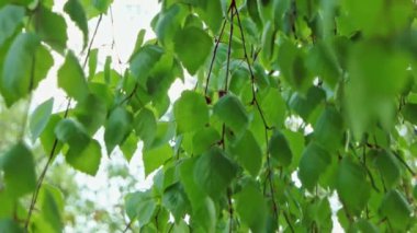 Huş yaprağı rüzgarda hareket eder.