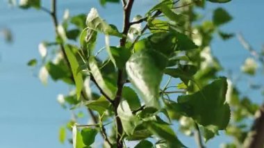 Huş yaprağı rüzgarda sallanıyor ağır çekimde