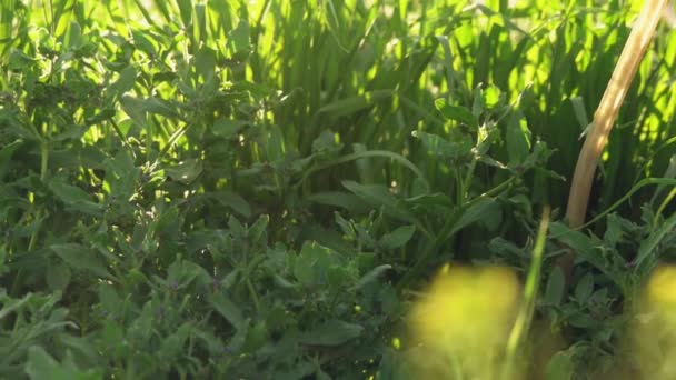 Färskt uncut gräs i stadsparken med staden suddig bakgrund — Stockvideo