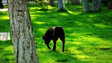 Şehir parkında çimenlerde yürüyen siyah köpek.