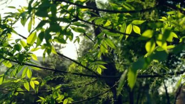Ağaçların dallarında yeşil yapraklarla güneş yanıp sönüyor.