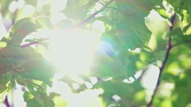 Foglie di primavera con luce solare lampeggiante — Video Stock