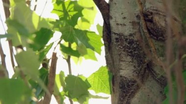 Bulanık kavak yaprakları gün ışığında