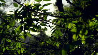 Güneşin batışı bahçedeki dekoratif ağaçların yaprakları arasında parlıyor.