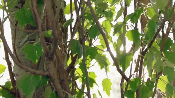 Poplar i sun light with green leaves moving on the wind — Stock Video