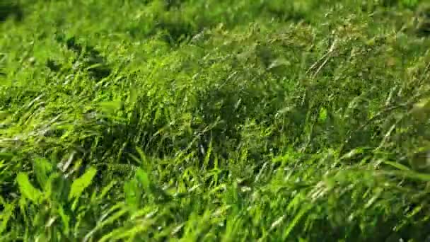 Čerstvě neposekaná divoká tráva ve větru — Stock video