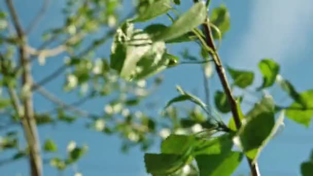 Birkenblätter flattern im Wind vor strahlend blauem Himmel im Slomo-Schuss — Stockvideo