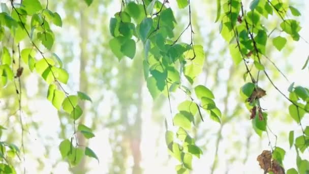 Jonge twijgen van berkenboom met tedere groene bladeren bekisting slonzig in de wind — Stockvideo