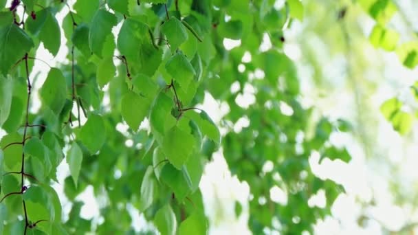 缓缓移动的挂着新绿叶的桦树枝条 — 图库视频影像
