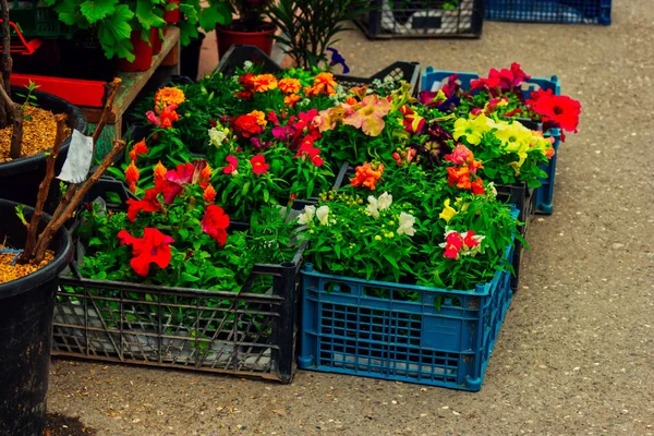 Venta de muchas variedades de coloridas flores diversas — Foto de Stock