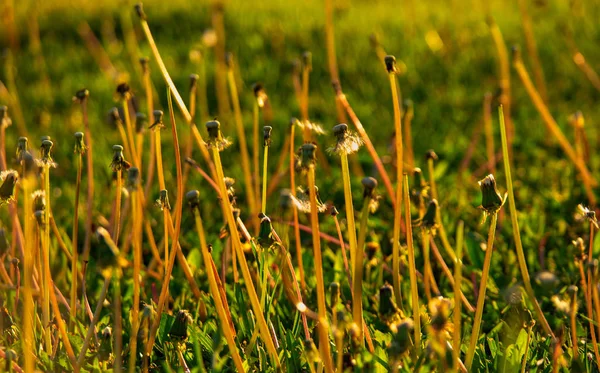 Bare steams of dandellion blowballs in summer grass backlit — Stock Photo, Image