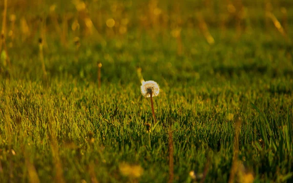 Dandellion solitário blowball em shport cortado grama de verão retroiluminado — Fotografia de Stock