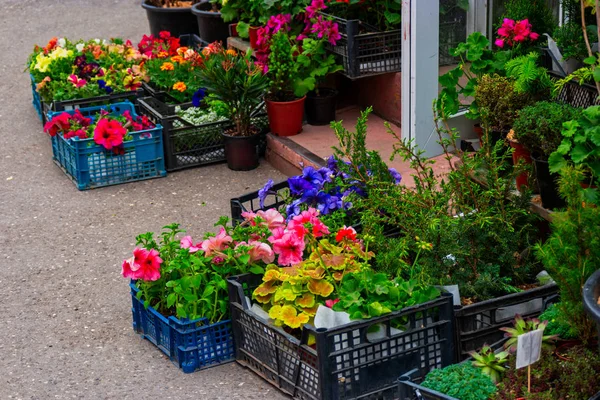 Plántulas de flores jóvenes en las cajas para la venta en la calle en la primavera en un día soleado . — Foto de Stock