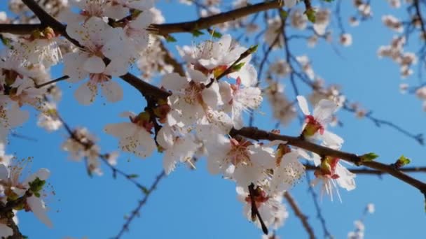 Very closeup of cherry tree blossom, small flowers on the branch — Stock Video