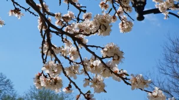 Bare grenar av körsbär träd mot klar himmel — Stockvideo