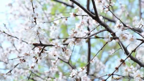 Kwitnące gałązki wiśni w dzień wiosny Pan strzał — Wideo stockowe